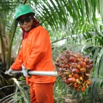 palm-oil-630x419